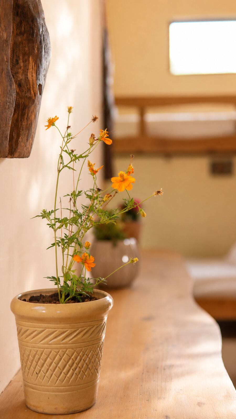 Flowering plant on a wooden ledge inside the Sleep Pod